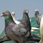 Domowe sposoby odstraszania gołębi