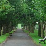 W polskich miastach ubywa parków i terenów zielonych